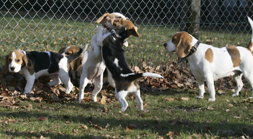 Beaglewelpen und große Beagles
